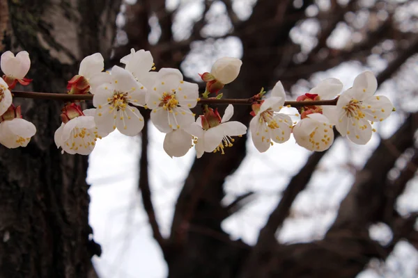 Flores Albaricoque Blanco — Foto de Stock