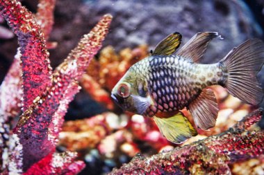 Bu eşsiz resim egzotik bir balık gösterir. Bu fotoğraf Bangkok Tayland Sea Life alınmıştır