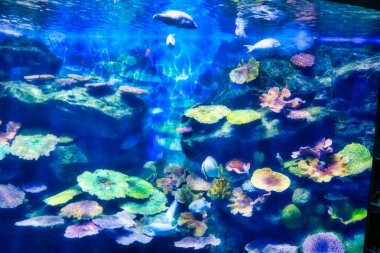 Bu eşsiz görüntü alışveriş merkezi Siam Paragon ortasında güzel bir akvaryum sağ gösterir. Fotoğraf Sea Life Aqua'da çekildi.