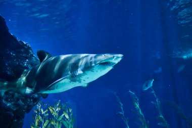 Bu eşsiz resim büyük bir köpekbalığı gösterir! Bu harika hayvan fotoğrafı Bangkok Tayland Sea Life alınmıştır