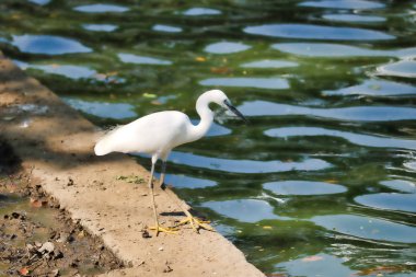 Bu eşsiz görüntü Bangkok Lumpini Park balık için göl avcılık kenarında güzel bir beyaz balıkçıl gösterir