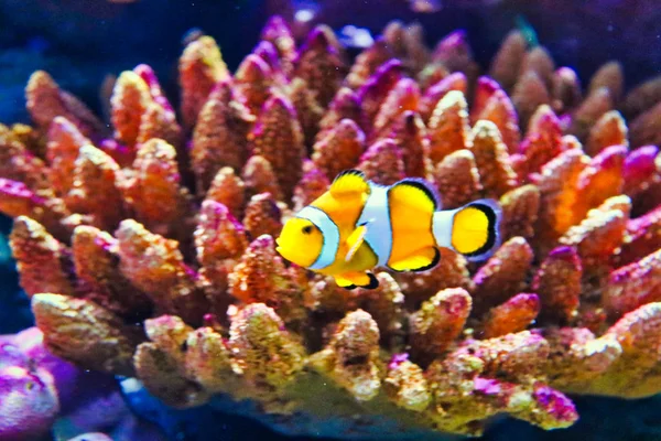 Tento Unikátní Obraz Ukazuje Krásnou Šaškrybu Která Také Nazývá Nemo — Stock fotografie