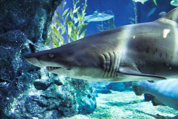 Tento Unikátní Obrázek Ukazuje Velkého Žraloka Tato Nádherná Zvířecí Fotka — Stock fotografie