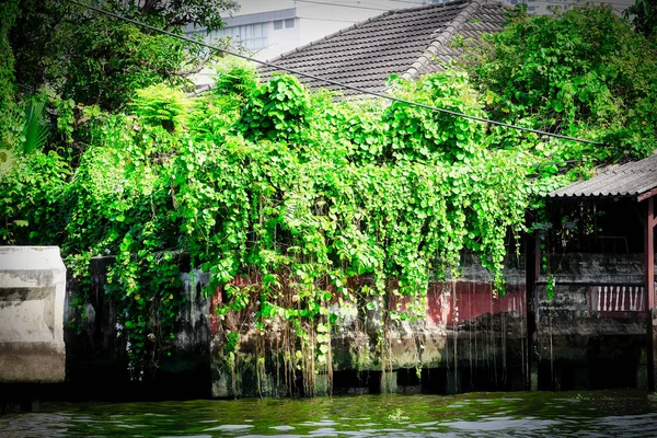 Eşsiz Görüntü Bankok Mae Nam Chao Phraya Kanallarında Çiçek Bitkilerin — Stok fotoğraf