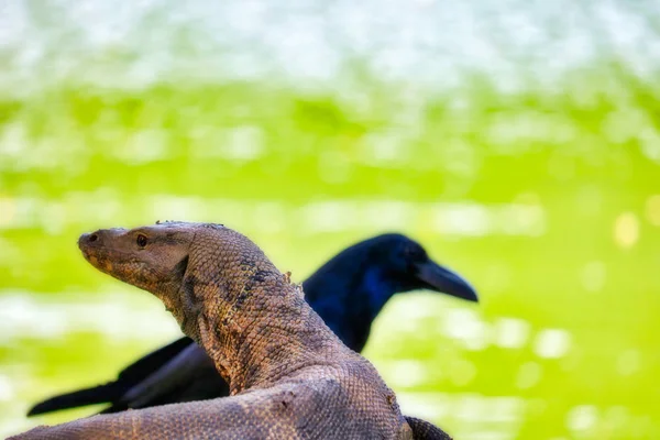 Dieses Einzigartige Bild Zeigt Wie Die Köpfe Eines Komododrachen Und — Stockfoto