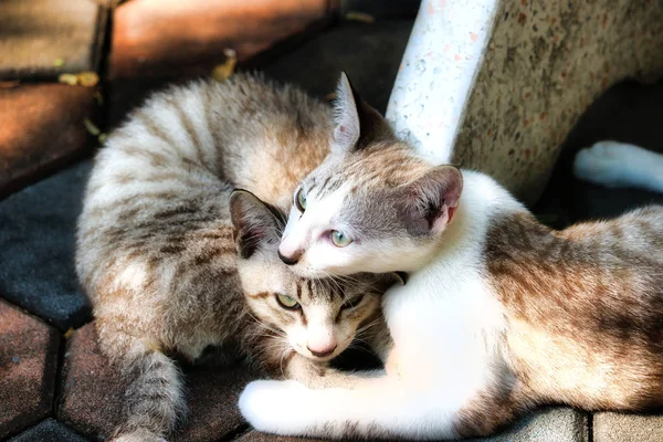 This unique picture shows a cat couple living on the street in Bangkok. These two cats are best friends and are very nice