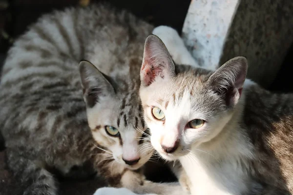 Dieses Einzigartige Bild Zeigt Ein Katzenpaar Das Auf Der Straße — Stockfoto