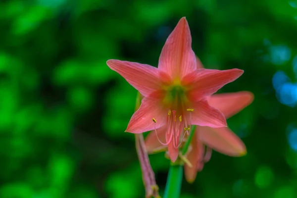 Dieses Schöne Foto Zeigt Eine Wunderschöne Exotische Blume Das Foto — Stockfoto