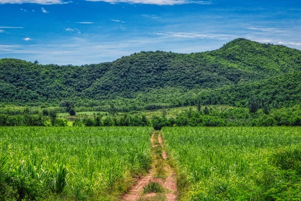 Cette Image Unique Montre Route Dans Nature Avec Des Collines — Photo