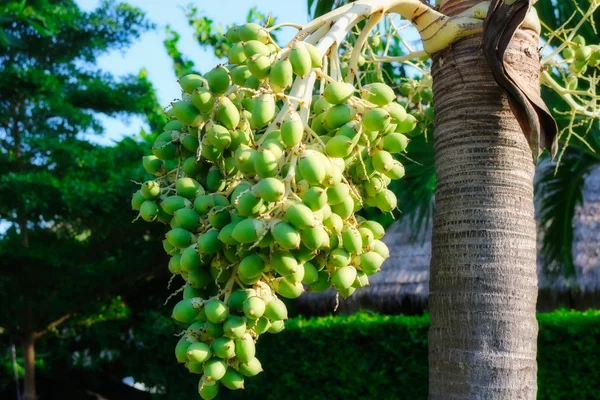 This great nature photo shows a palm tree from below and its fruit growing out of it. The photo was taken in Hua Hin in Thailand