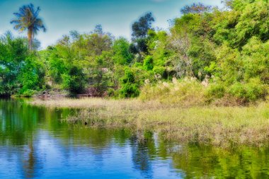 Bu fantastik doğa fotoğraf Tayland güzel büyümüş doğal göl gösterir