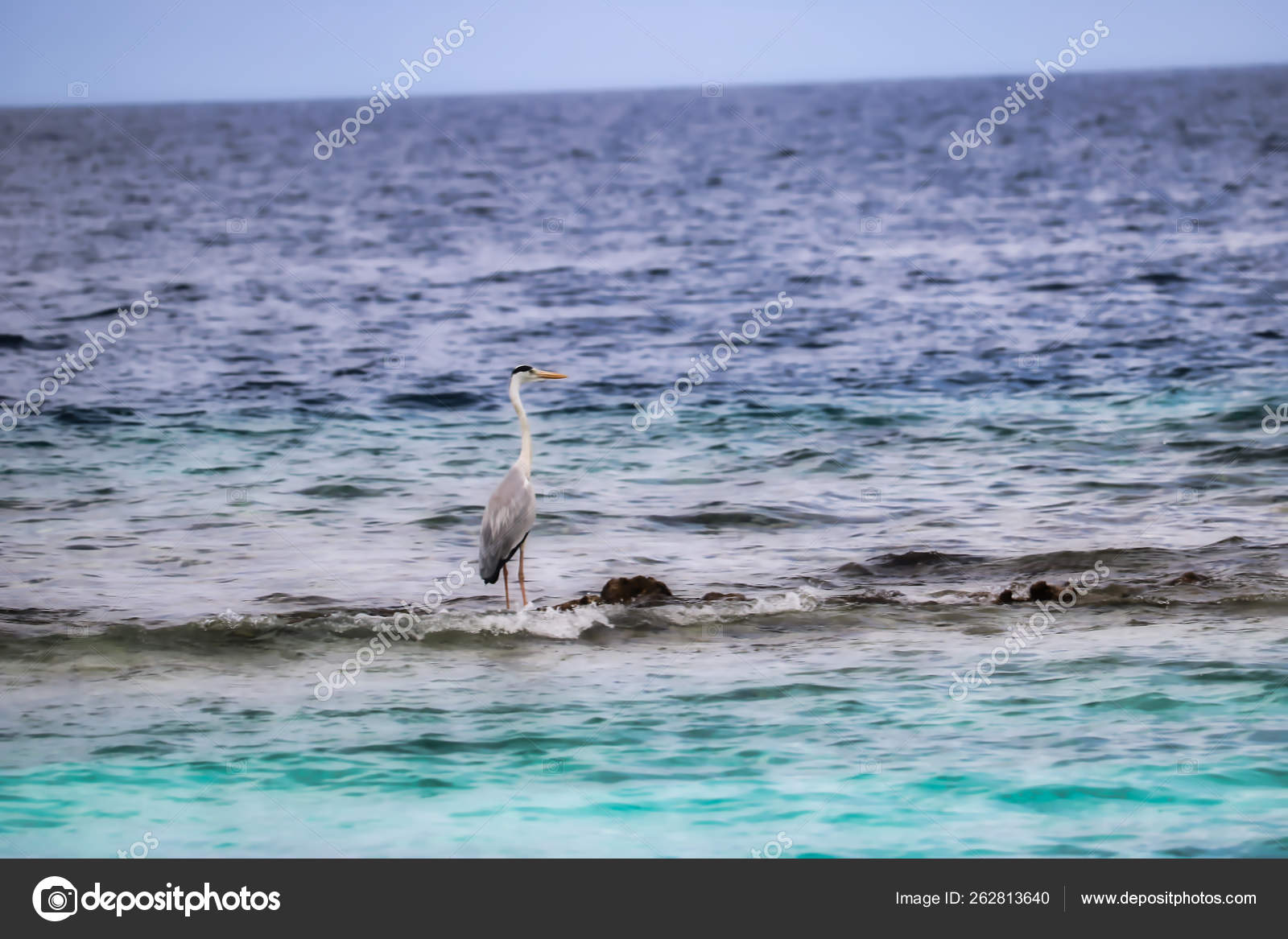 Unique Image Shows Heron Standing Front Maldivian Island Coral Reef ...