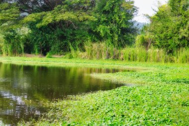 Bu fantastik doğa fotoğraf Tayland güzel büyümüş doğal göl gösterir