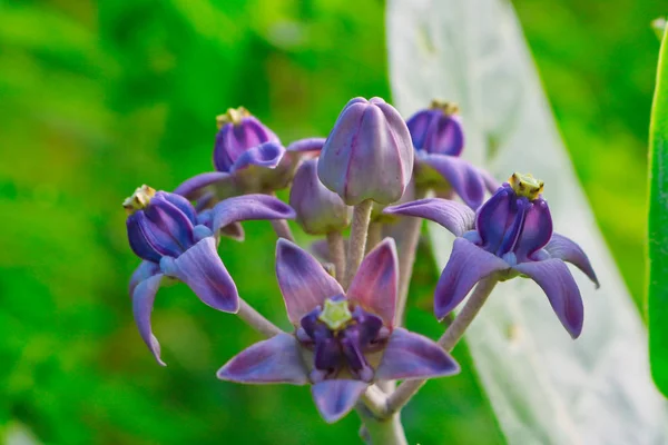 Gyönyörű Fotó Azt Mutatja Egy Gyönyörű Egzotikus Lila Virág Kép — Stock Fotó