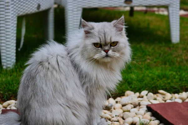 Esta Hermosa Foto Muestra Gato Persa Chinchilla Gris Sentado Jardín — Foto de Stock