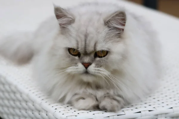 Beautiful Photo Shows Gray Chinchilla Persian Cat Lying Lounger Picture — Stock Photo, Image