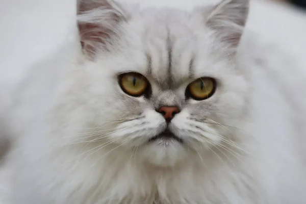 Esta Hermosa Foto Muestra Cara Gato Persa Chinchilla Gris Primer — Foto de Stock