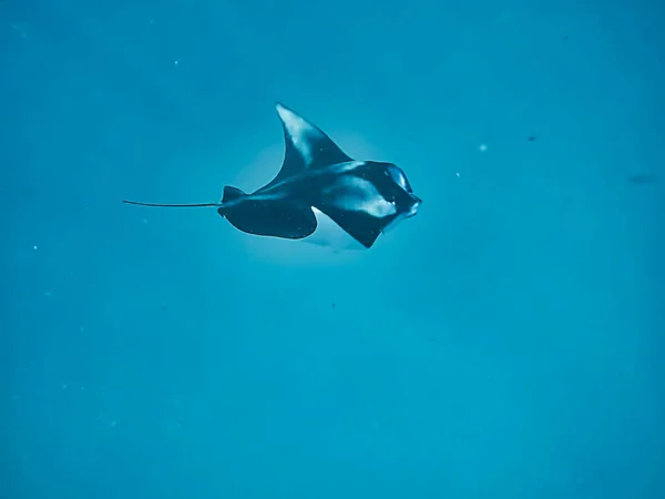 Esta Imagen Única Muestra Rayo Manta Gigante Naturaleza Las Maldivas —  Fotos de Stock