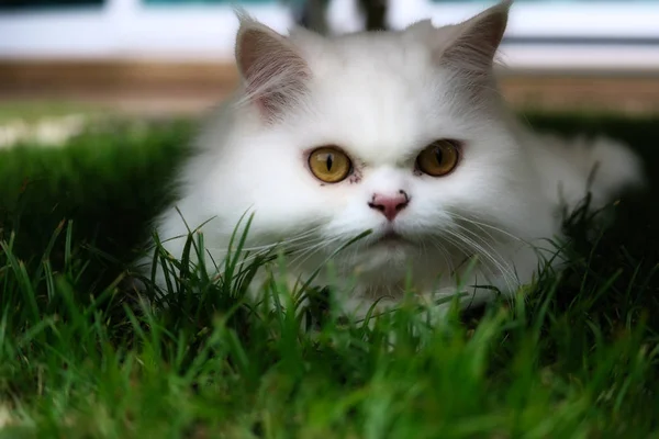 Beautiful Photo Shows White Persian Cat Lying Grass Looking Camera — Stock Photo, Image