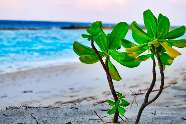 Esta Imagem Única Mostra Uma Pequena Planta Selvagem Com Folhas — Fotografia de Stock