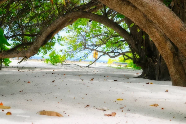 Αυτή Μοναδική Εικόνα Δείχνει Φυσική Παραλία Ένα Νησί Των Μαλδιβών — Φωτογραφία Αρχείου