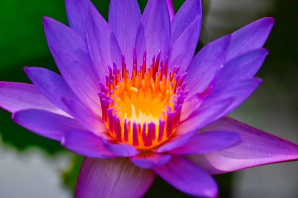 This unique picture shows a large purple flowering water lily. This award-winning picture was taken in the Maldives