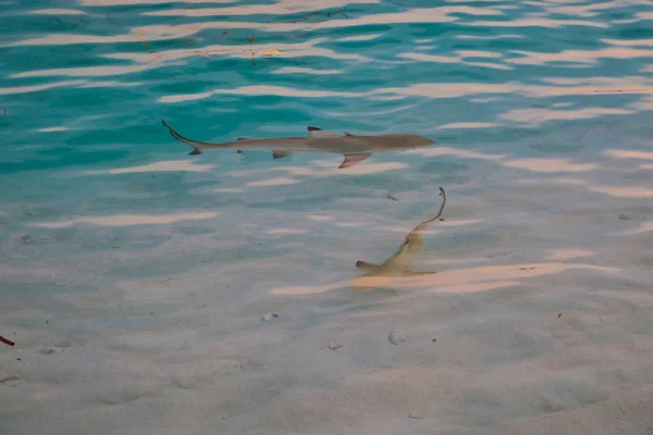 This unique image shows two sharks hunting in front of the beach in the crystal clear sea on an island of the Maldives.