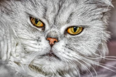 Bu eşsiz resim Lucy adında bir Chinchilla Farsça kedi gösterir. onların güzel gözlerini açıkça görebilirsin.