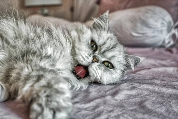 Esta Imagen Única Muestra Gato Persa Chinchilla Llamado Lucy Puedes — Foto de Stock