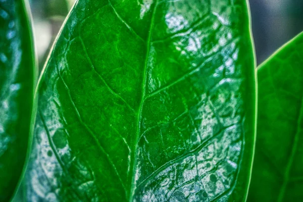 Αυτή Μοναδική Φωτογραφία Δείχνει Ένα Φωτεινό Πράσινο Φύλλο Κοντινό Αυτή — Φωτογραφία Αρχείου