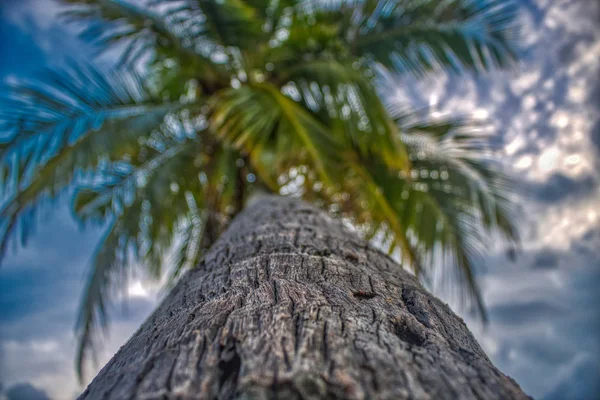 Унікальне Фото Показує Показують Пляж Кокосових Пальм Красивому Заході Сонця — стокове фото