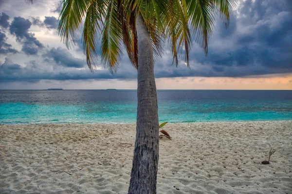 Esta Foto Única Muestra Playa Las Palmeras Coco Una Hermosa — Foto de Stock