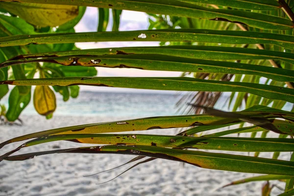 Унікальне Зображення Показує Захід Сонця Мальдівах Сонце Зникає Пальмовими Ялинкою — стокове фото