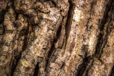 Bu benzersiz fotoğraf bir ağaç kabuğu ahşap yapısını gösterir. Bu resim Maldivler adasında çekildi