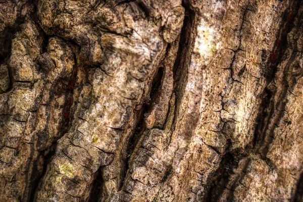 Tato Jedinečná Fotka Ukazuje Dřevěnou Konstrukci Stromové Kůry Tento Obrázek — Stock fotografie