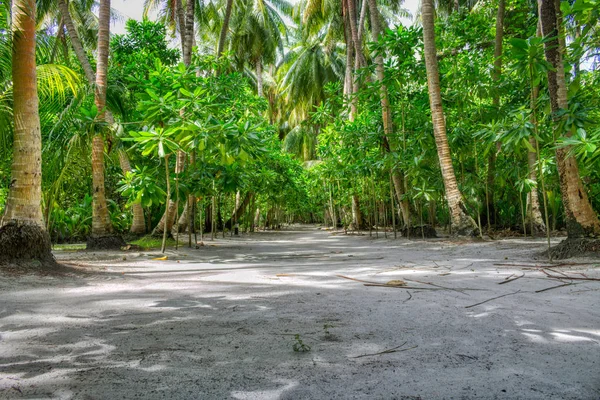 Eşsiz Fotoğraf Maldivler Bir Adada Nefes Kesen Doğası Ile Doğal — Stok fotoğraf