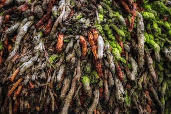 This unique photo shows a colorful tree root from a large coconut tree. This picture was taken in the Maldives