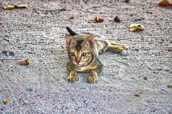 Esta Foto Única Mostra Jovem Gato Selvagem Areia Esta Foto — Fotografia de Stock