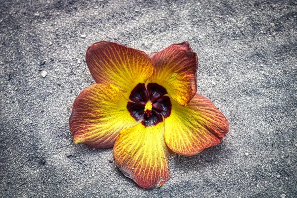 Unique Photo Shows Red Exotic Flower Lying Sand Image Taken — Stock Photo, Image