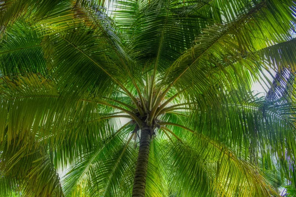 Esta Foto Única Mostra Uma Palmeira Coco Fotografada Baixo Para — Fotografia de Stock