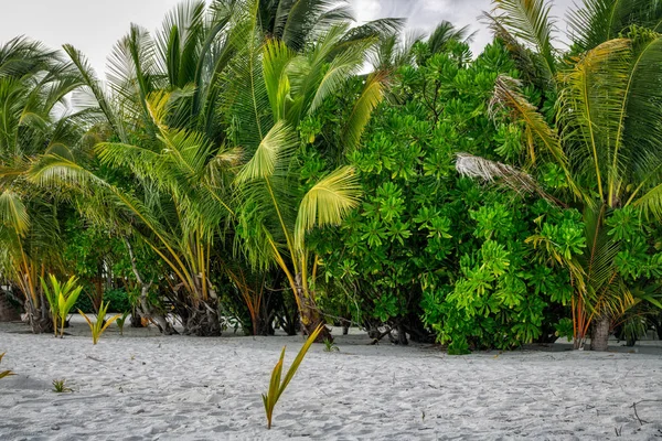 Eşsiz Fotoğraf Maldivler Bir Adada Nefes Kesen Doğası Ile Doğal — Stok fotoğraf