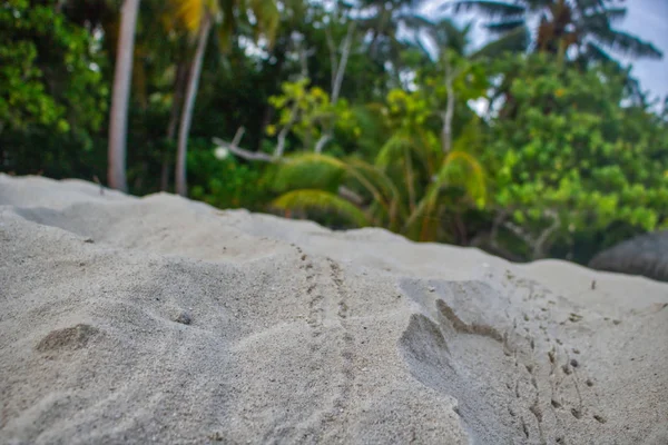 Esta Foto Única Mostra Textura Natural Ilha Com Natureza Tirar — Fotografia de Stock