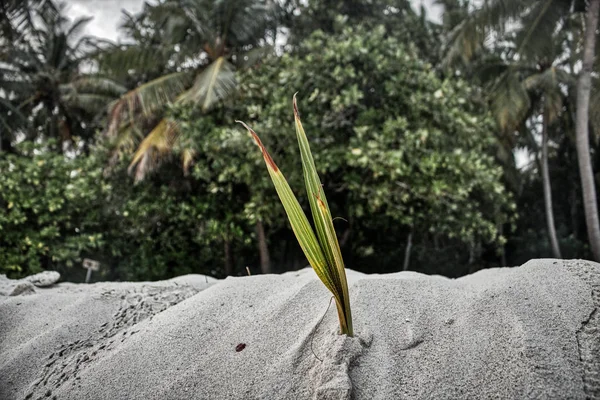 Esta Foto Única Mostra Textura Natural Ilha Com Natureza Tirar — Fotografia de Stock