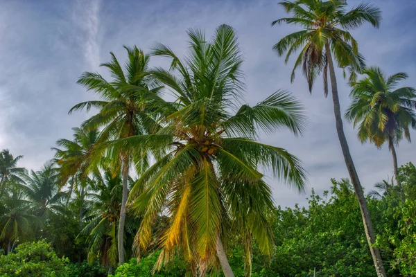 Esta Foto Única Muestra Una Palmera Coco Fotografiada Abajo Hacia — Foto de Stock