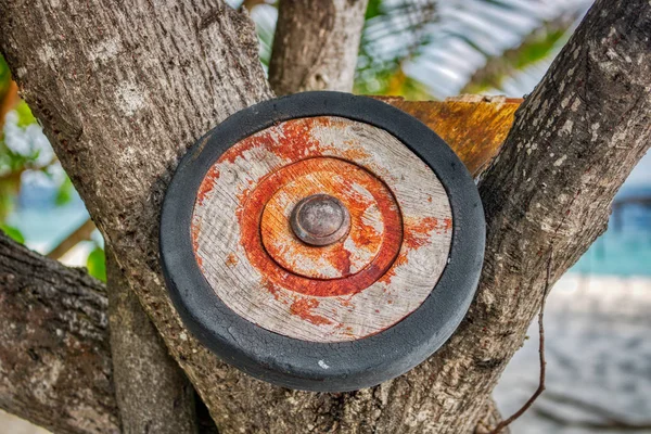 Esta Foto Única Mostra Uma Velha Roda Madeira Uma Árvore — Fotografia de Stock