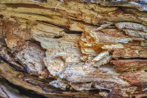 Esta Foto Única Mostra Interior Uma Árvore Podre Foto Foi — Fotografia de Stock