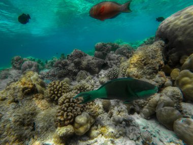 Bu eşsiz fotoğrafta Maldivler 'deki Pasifik Okyanusu' nun sualtı dünyasını görebilirsiniz! Bir sürü mercan ve tropikal balık.!