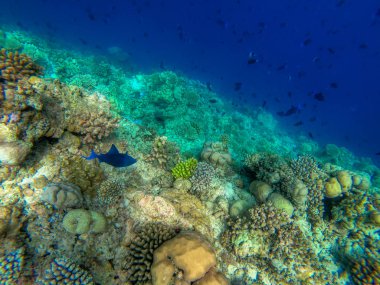 Bu eşsiz fotoğrafta Maldivler 'deki Pasifik Okyanusu' nun sualtı dünyasını görebilirsiniz! Bir sürü mercan ve tropikal balık.!