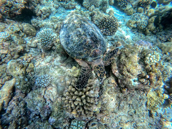 Unique Photo Shows Underwater Turtle Indian Ocean Picture Taken Maldives — Stock Photo, Image