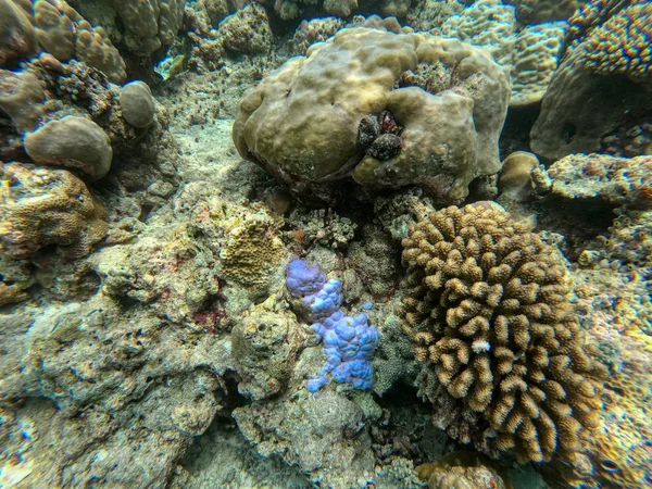 このユニークな写真では モルディブの太平洋の水中世界を見ることができます サンゴや熱帯魚の多く — ストック写真